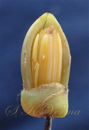  Male flower with one petal removed